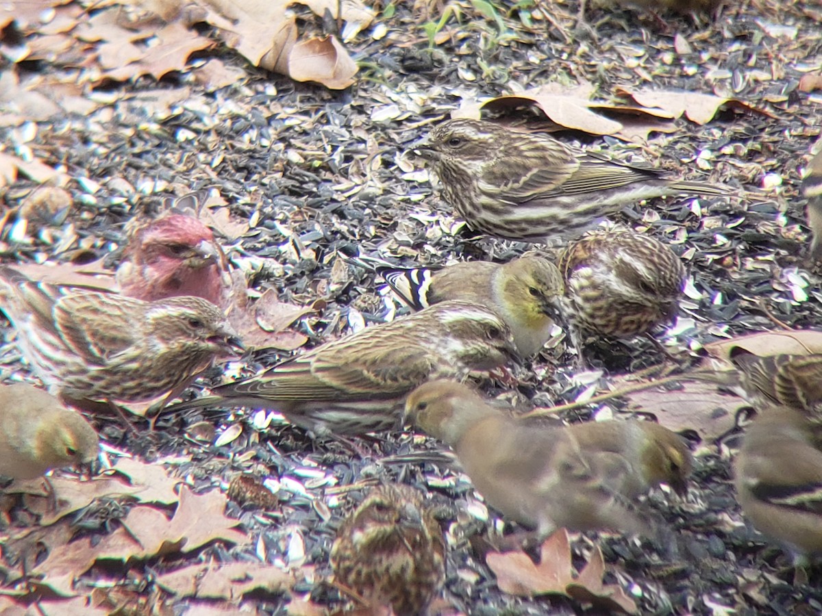 Purple Finch - ML646217853