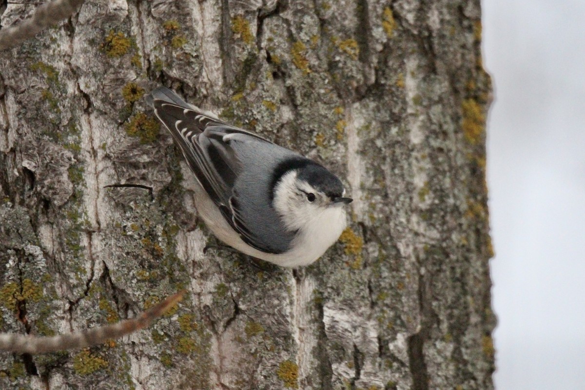 Sittelle à poitrine blanche (carolinensis) - ML646217854