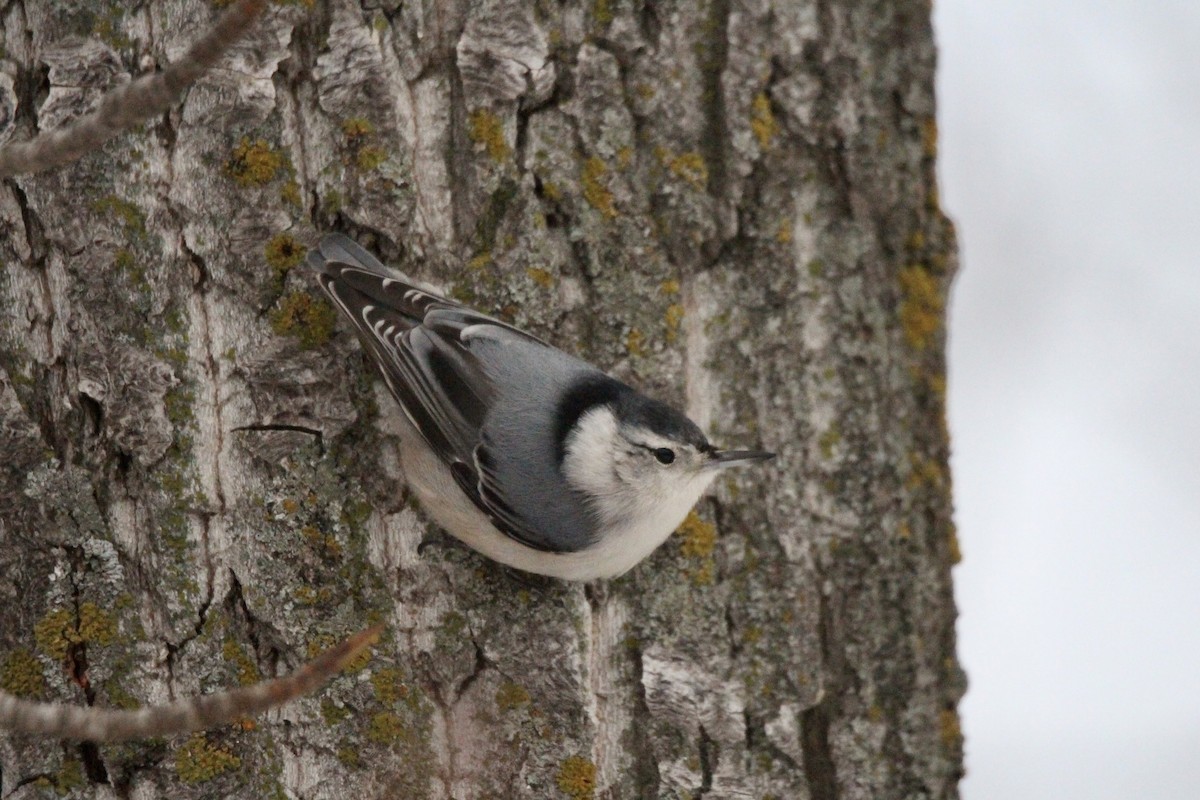 Sittelle à poitrine blanche (carolinensis) - ML646217855
