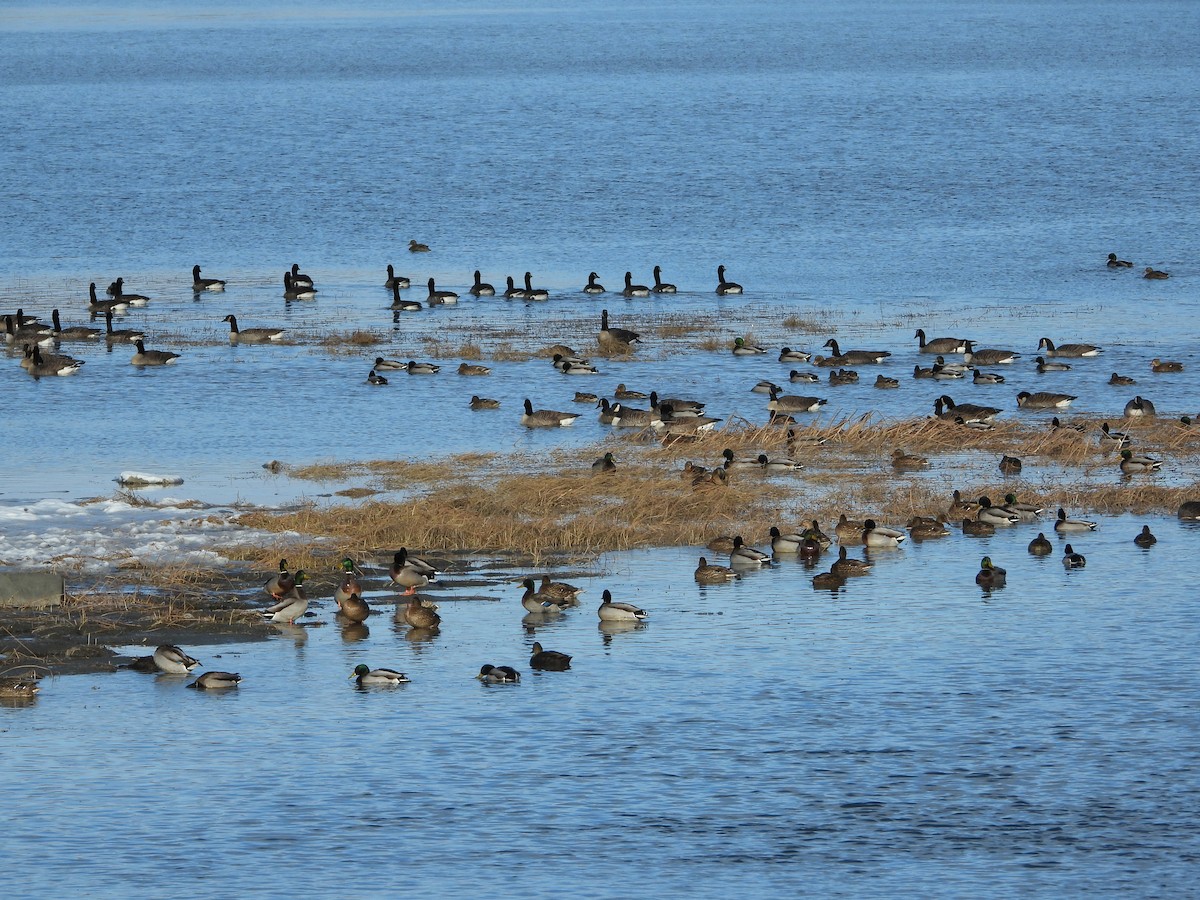 Canada Goose - ML646217856