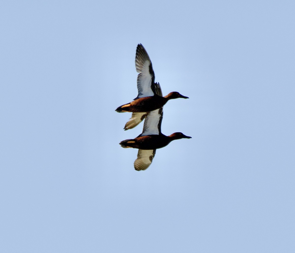 Cinnamon Teal - ML646217862