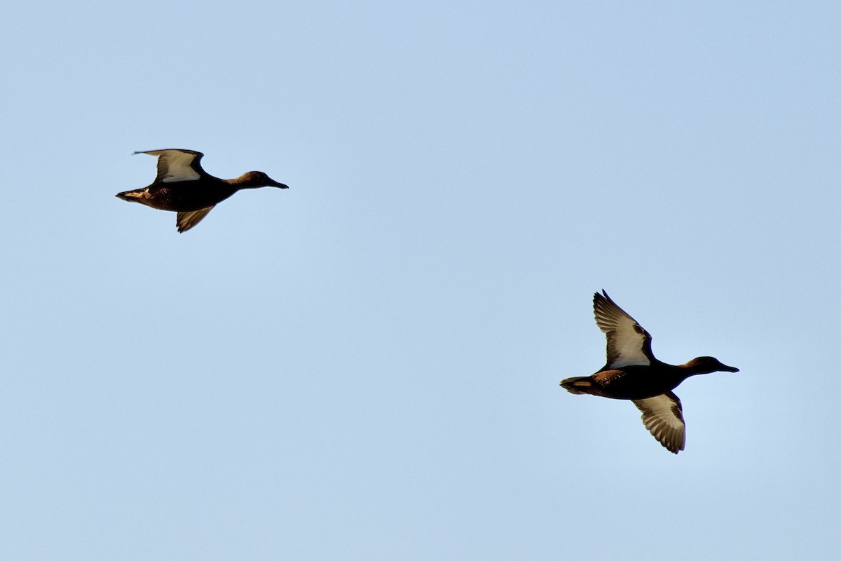 Cinnamon Teal - ML646217863