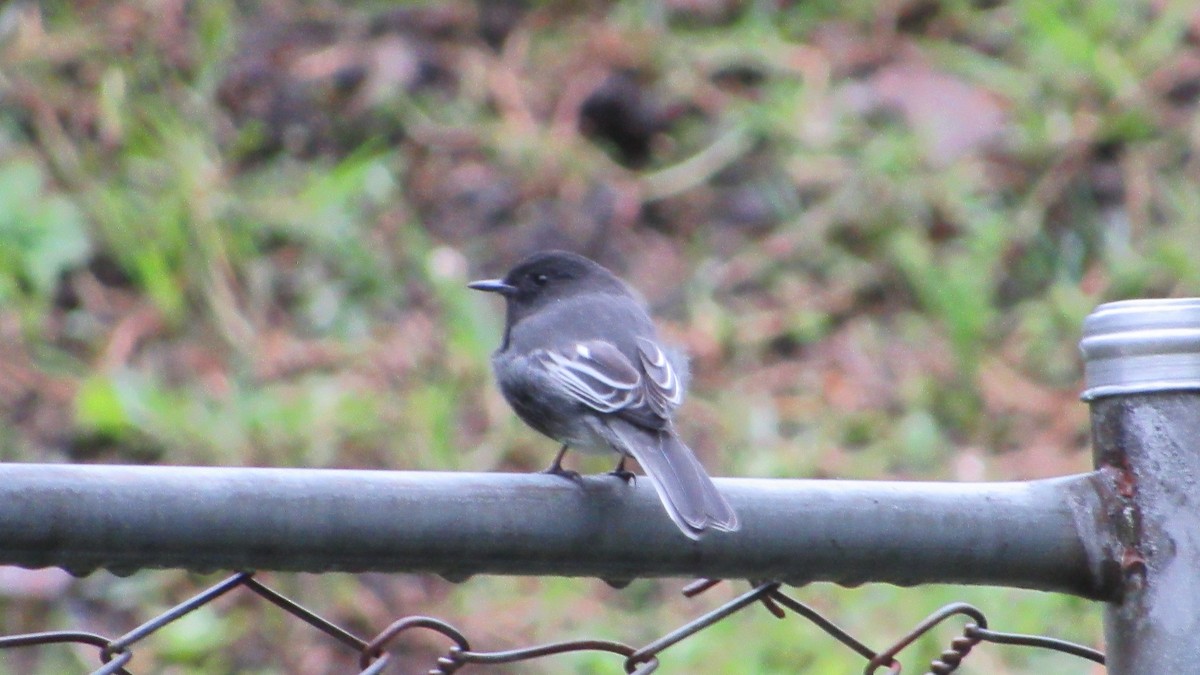 Black Phoebe - ML646217865