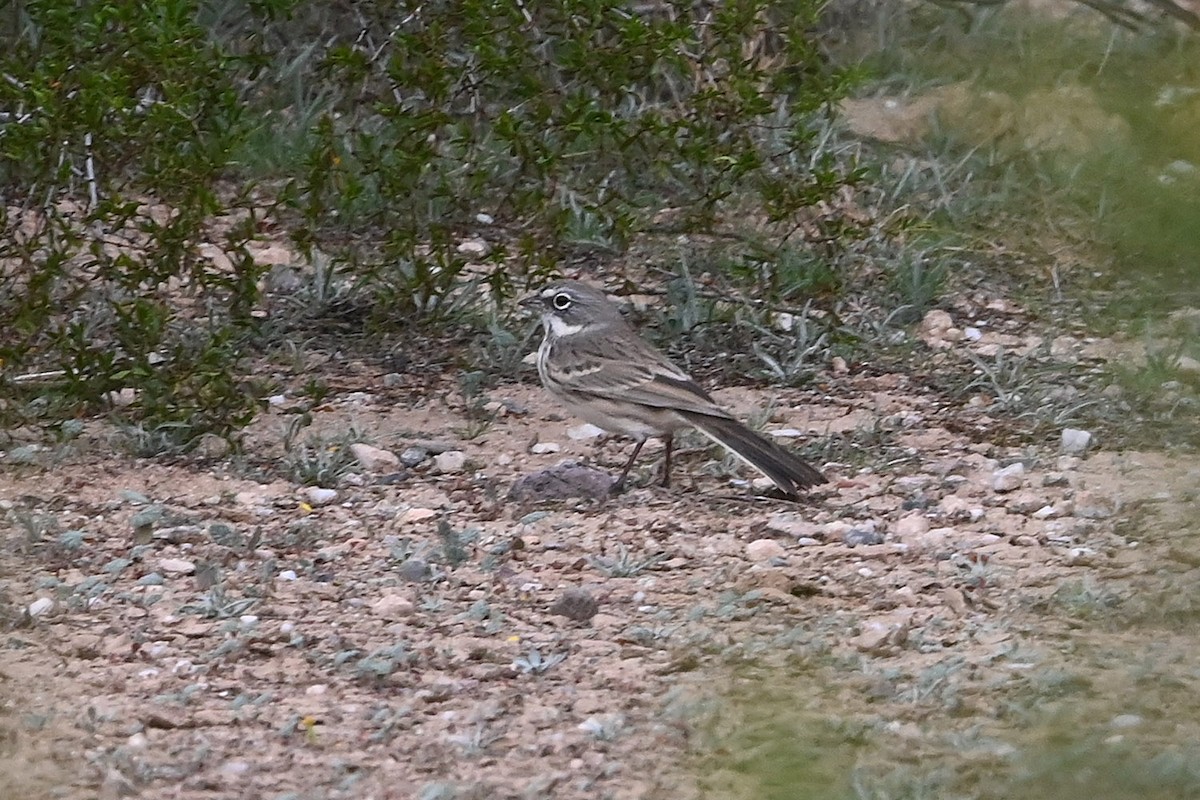 Sagebrush Sparrow - ML646217866