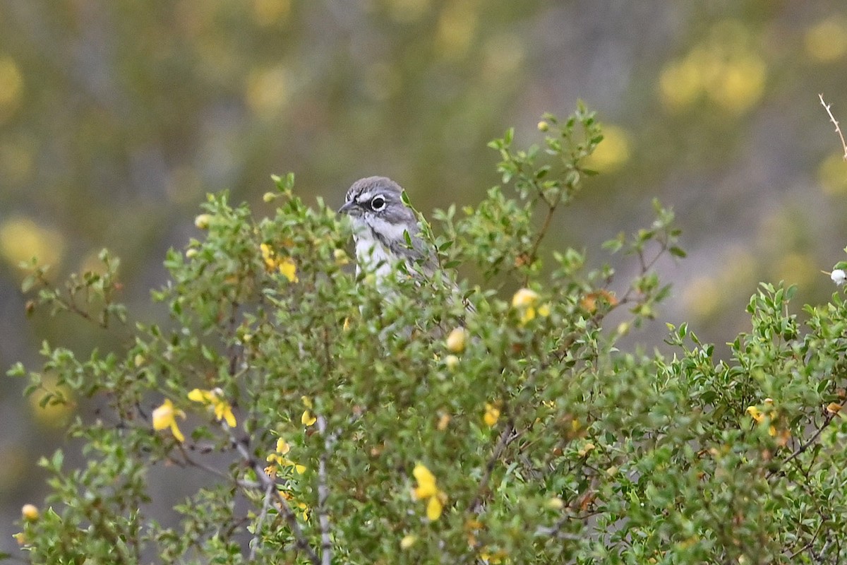 Sagebrush Sparrow - ML646217867