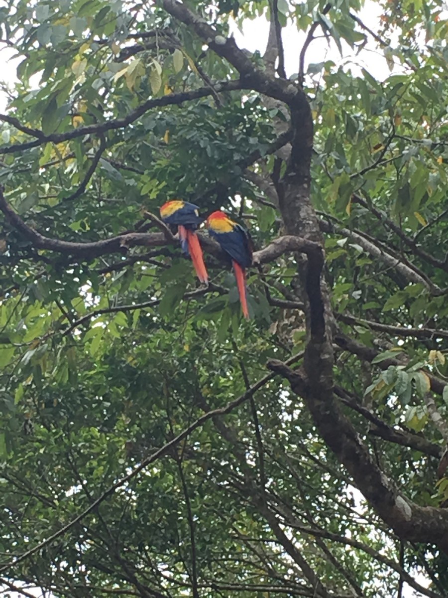 Scarlet Macaw - ML646217875