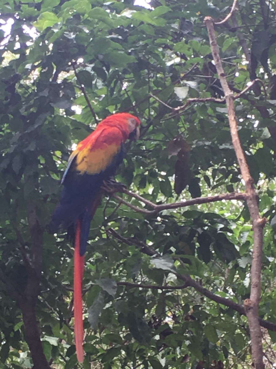 Scarlet Macaw - ML646217877