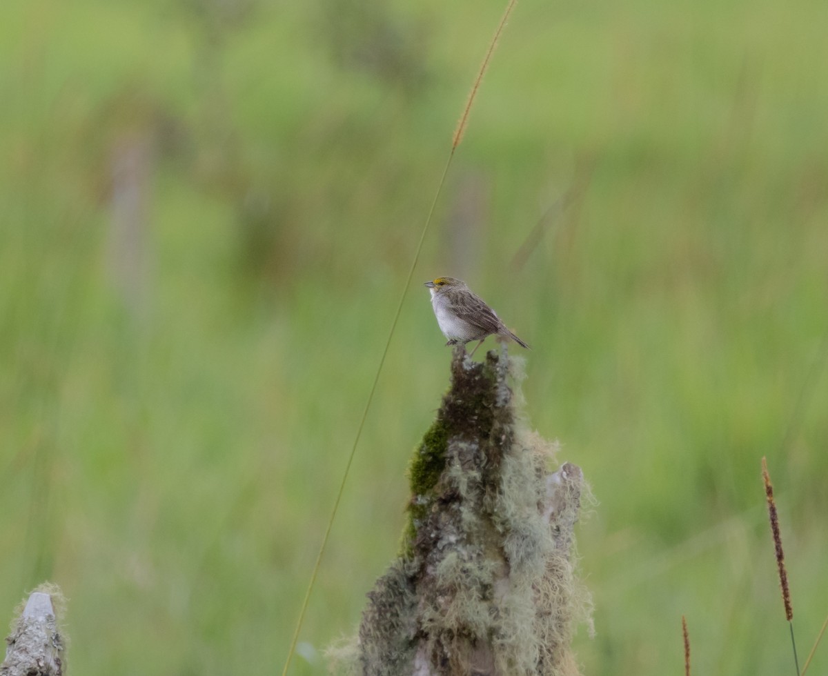 Yellow-browed Sparrow - ML646217878