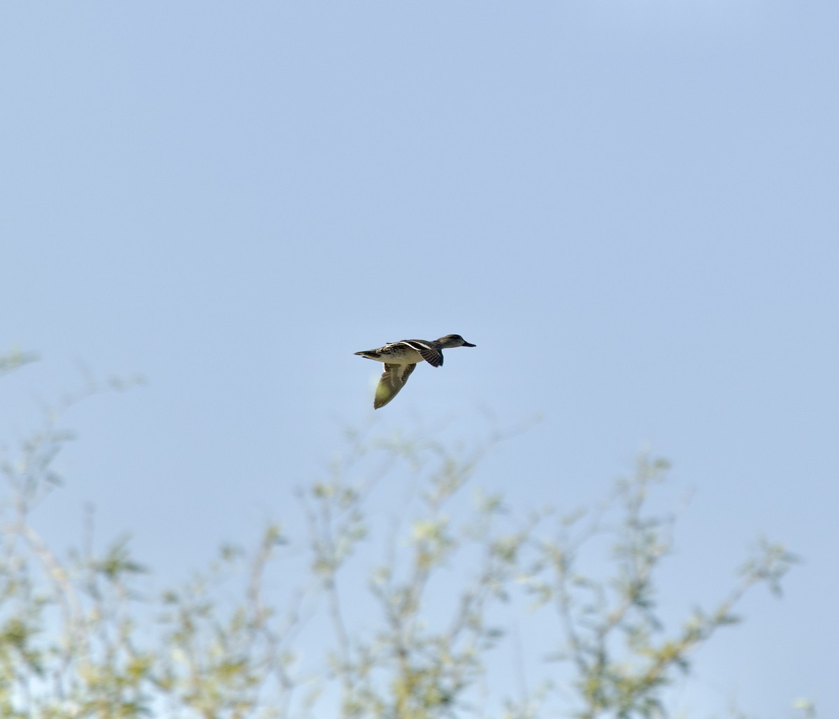 Green-winged Teal - ML646217880
