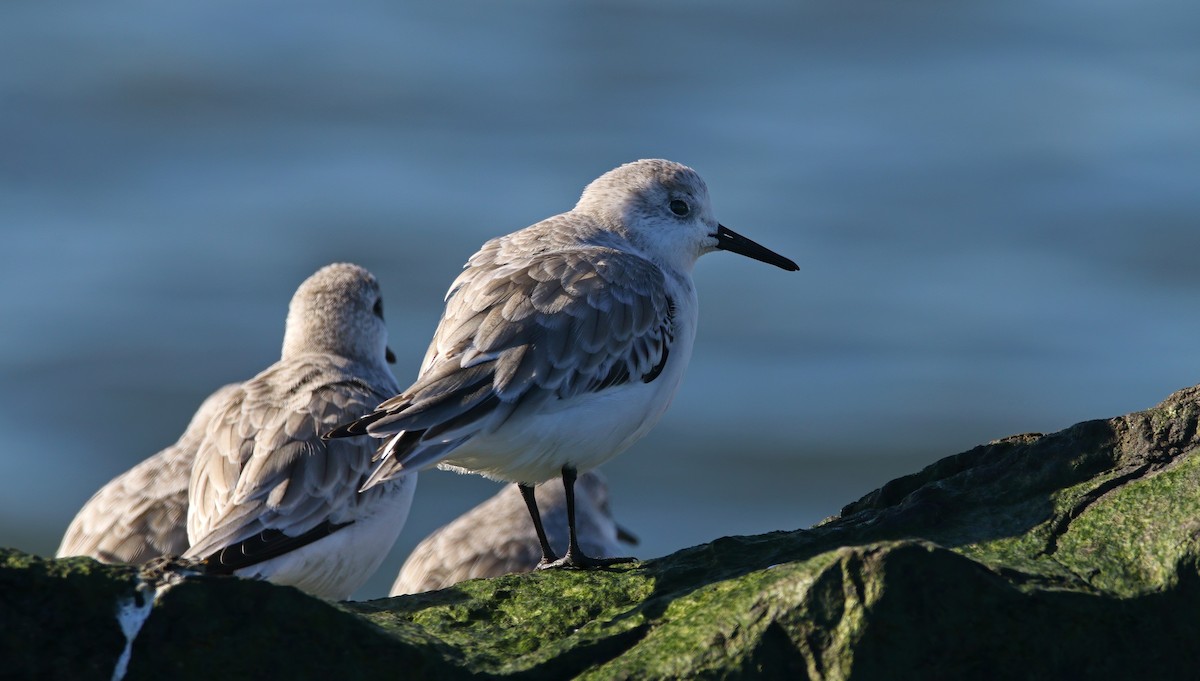 Txirri zuria - ML646217898