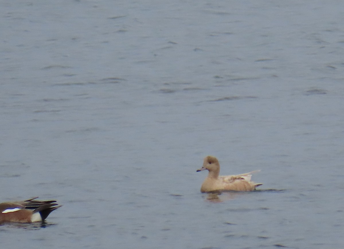 アメリカヒドリ - ML646217899