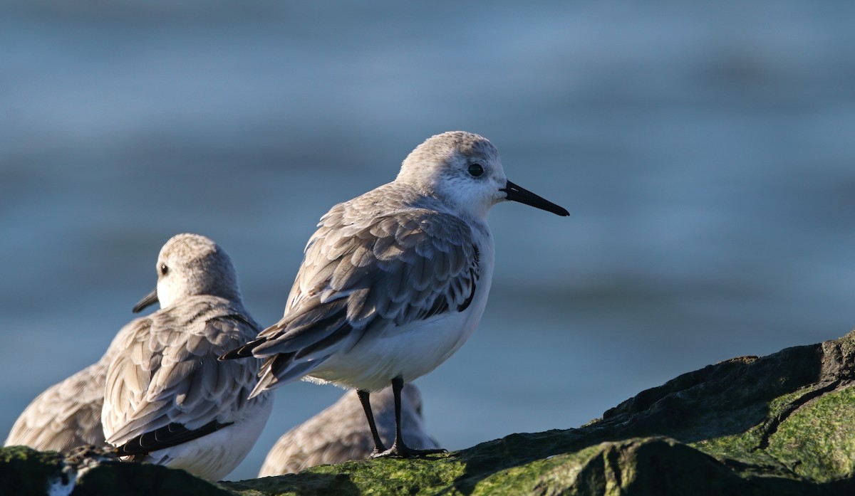 Txirri zuria - ML646217901