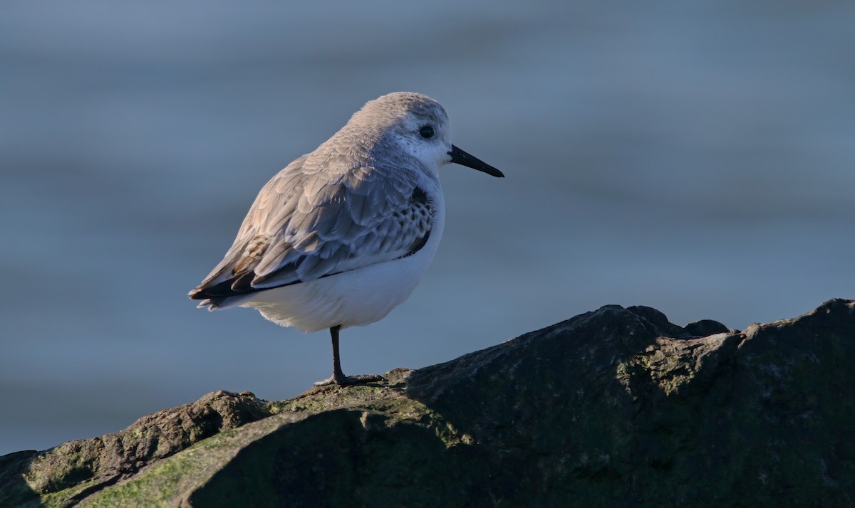 Txirri zuria - ML646217904