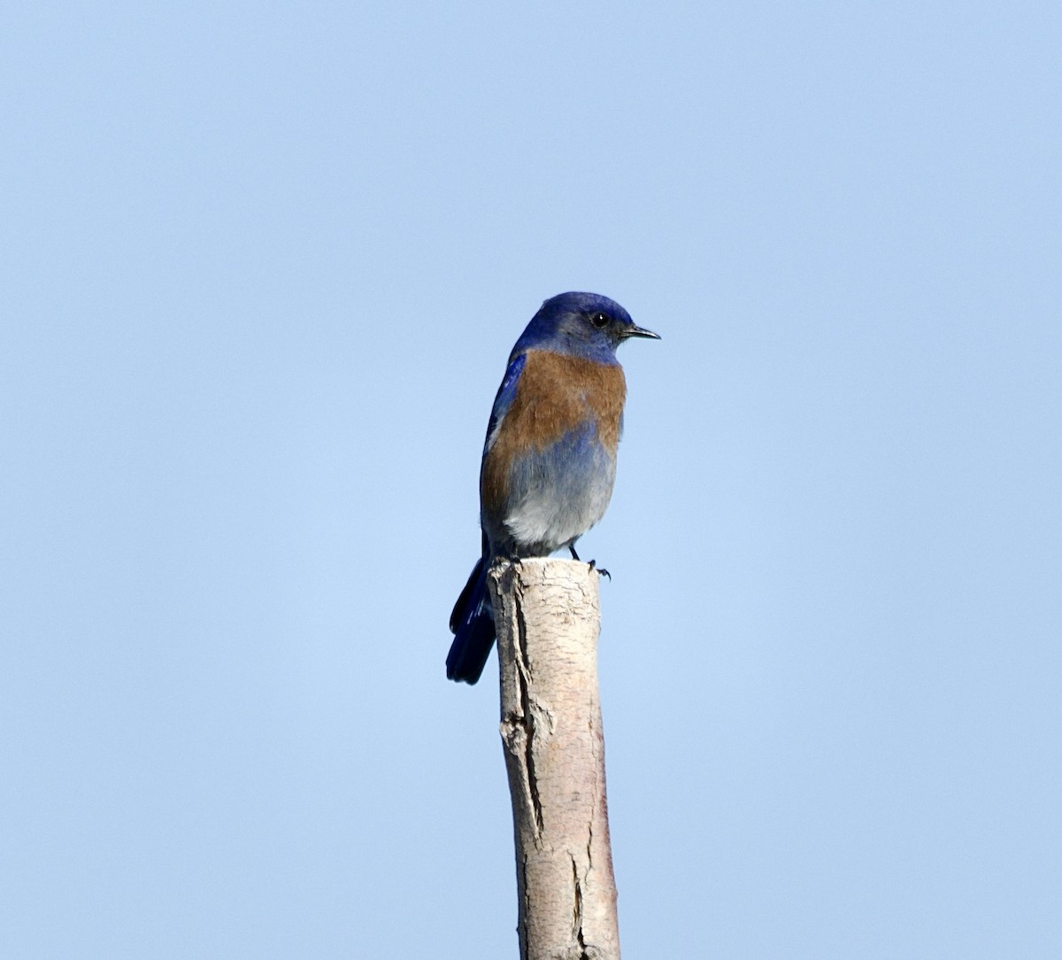 Western Bluebird - ML646217908
