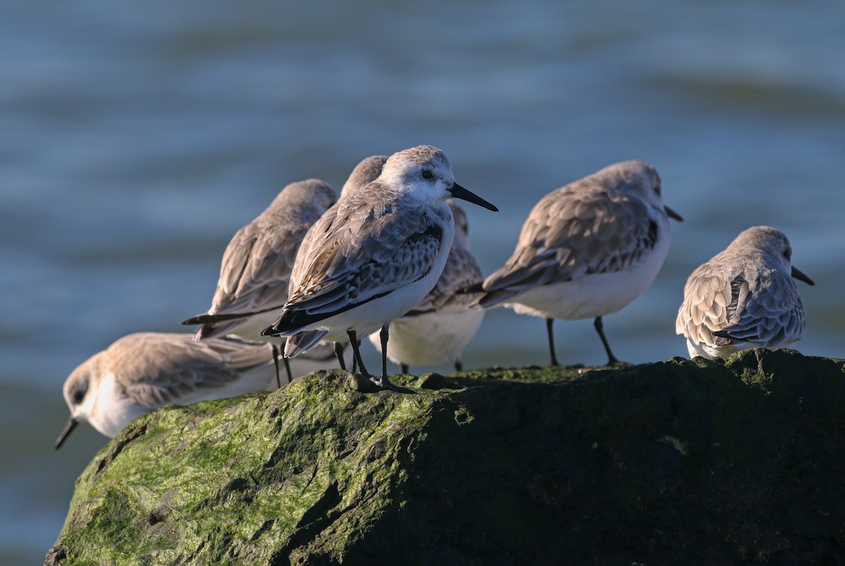 Txirri zuria - ML646217912