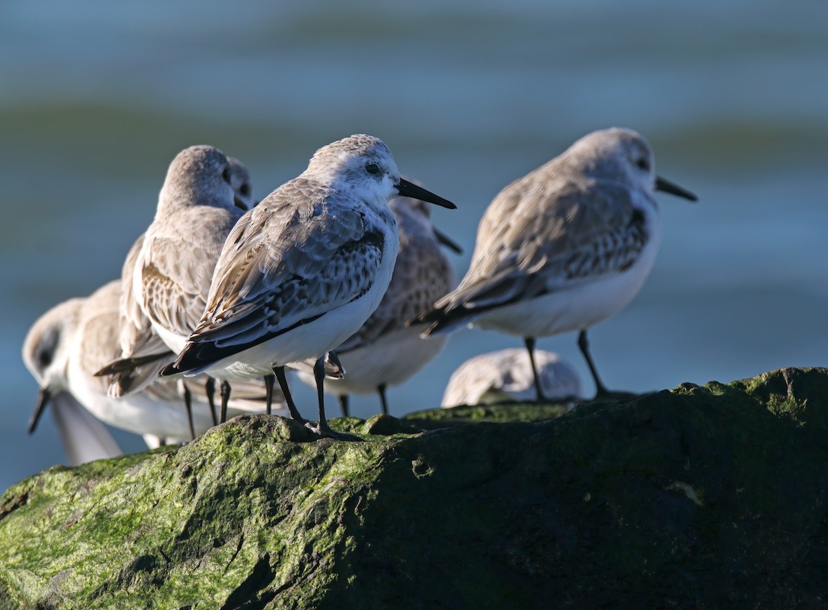 Txirri zuria - ML646217913