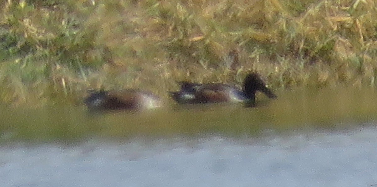 Northern Shoveler - ML646217917