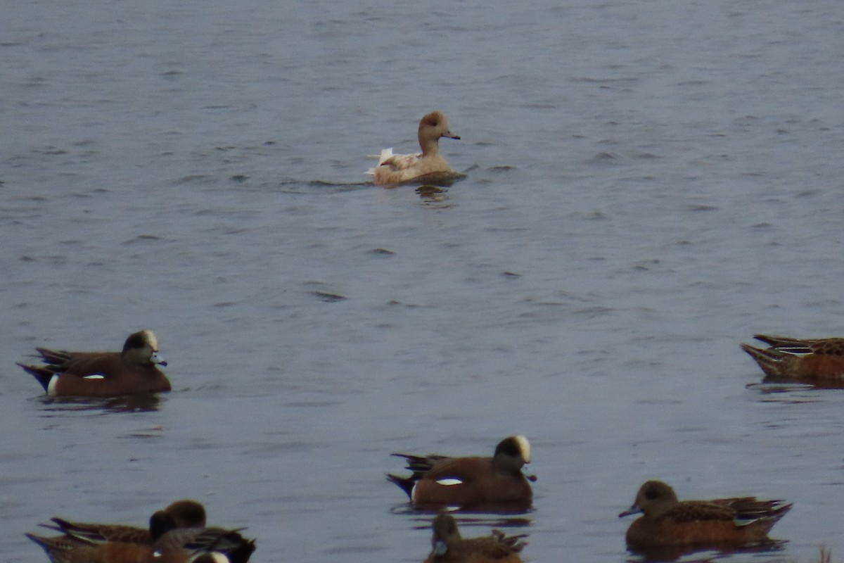 アメリカヒドリ - ML646217919