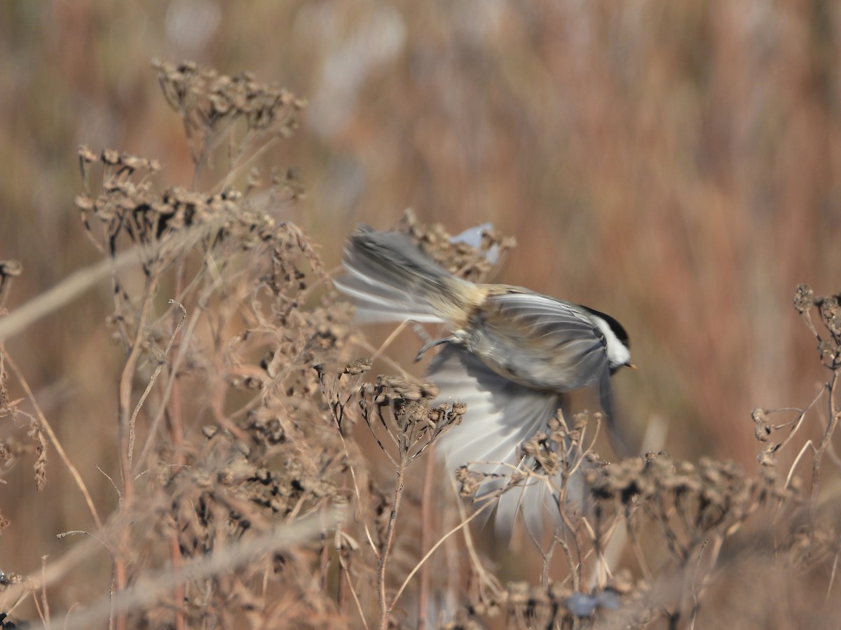 Black-capped Chickadee - ML646217921