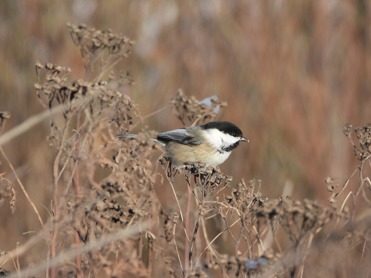 Black-capped Chickadee - ML646217922