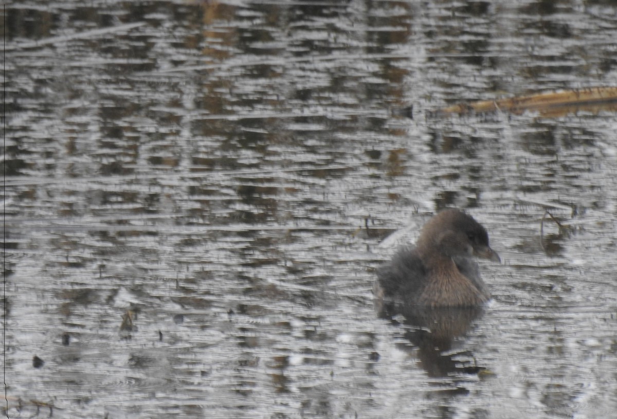 Pied-billed Grebe - ML646217925
