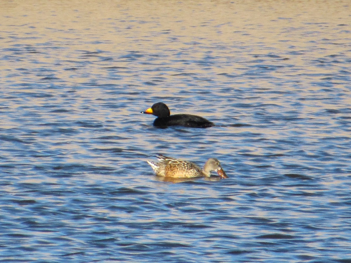 Black Scoter - ML646217927