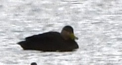 Ahate iluna - ML646217929