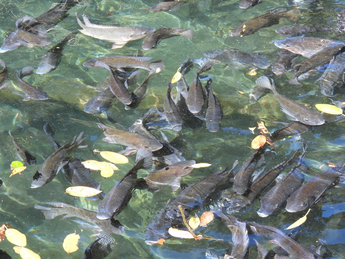 Ray-finned Fishes - ML646217934