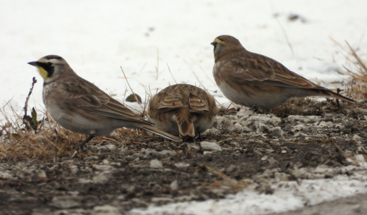 Horned Lark - ML646217935