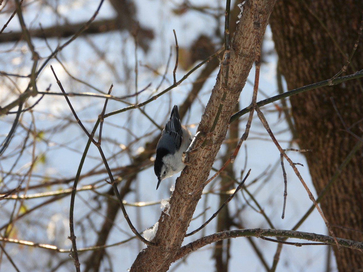 Sittelle à poitrine blanche - ML646217936