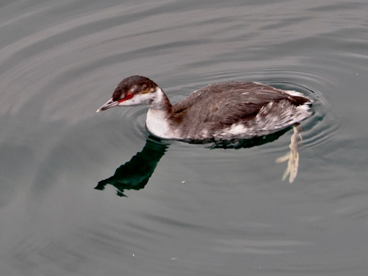 Красношейная поганка - ML646217938