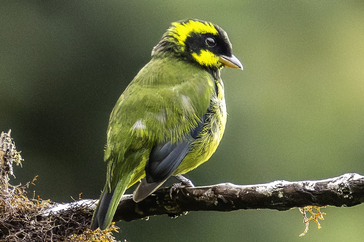 Gold-ringed Tanager - ML646217940