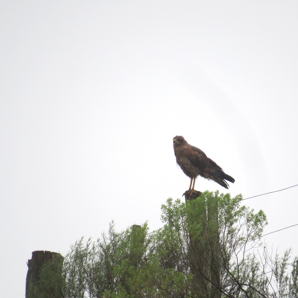 Savanna Hawk - ML646217941