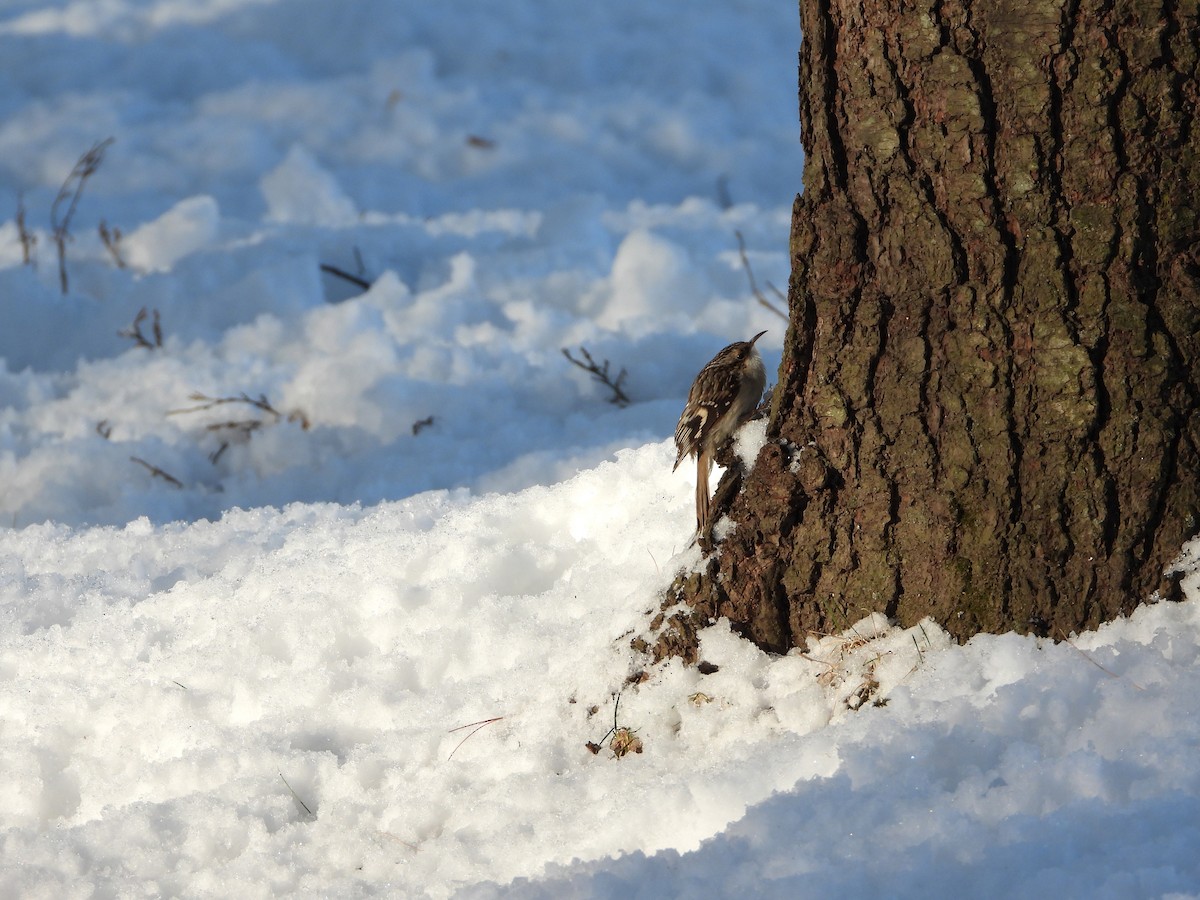 Brown Creeper - ML646217949