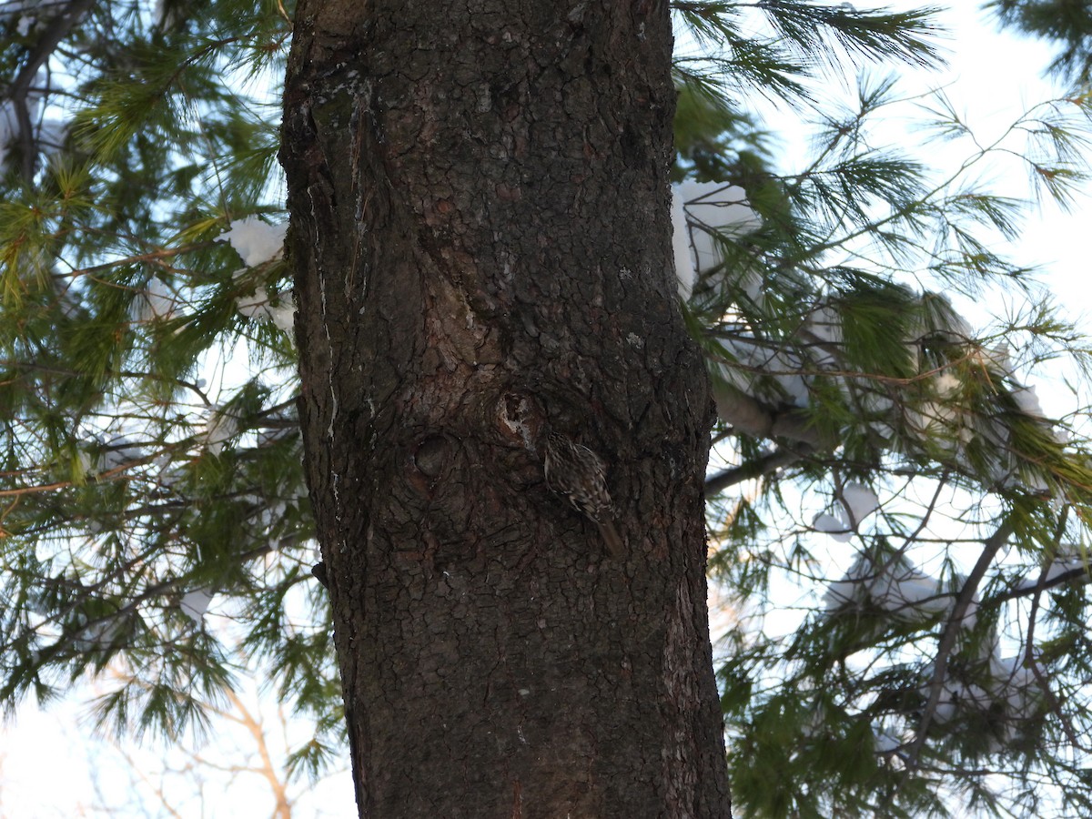 Brown Creeper - ML646217950
