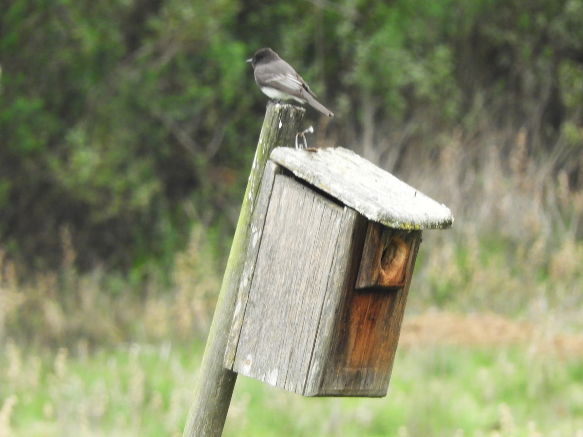 Black Phoebe - ML646217954