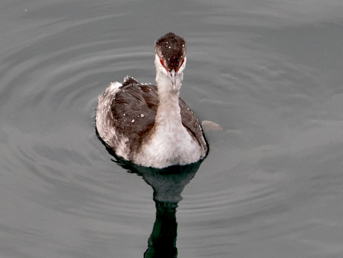 Красношейная поганка - ML646217956