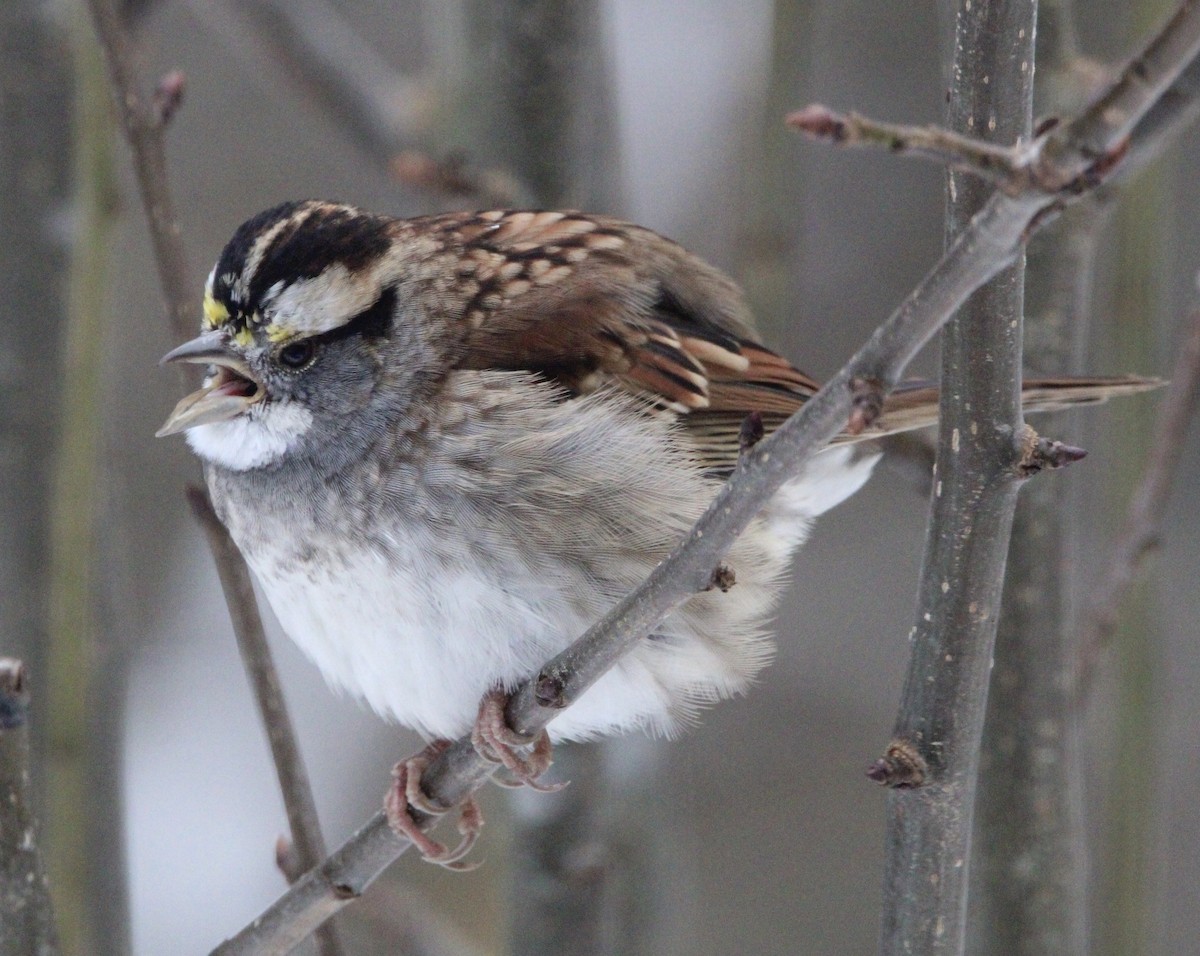 White-throated Sparrow - ML646217959