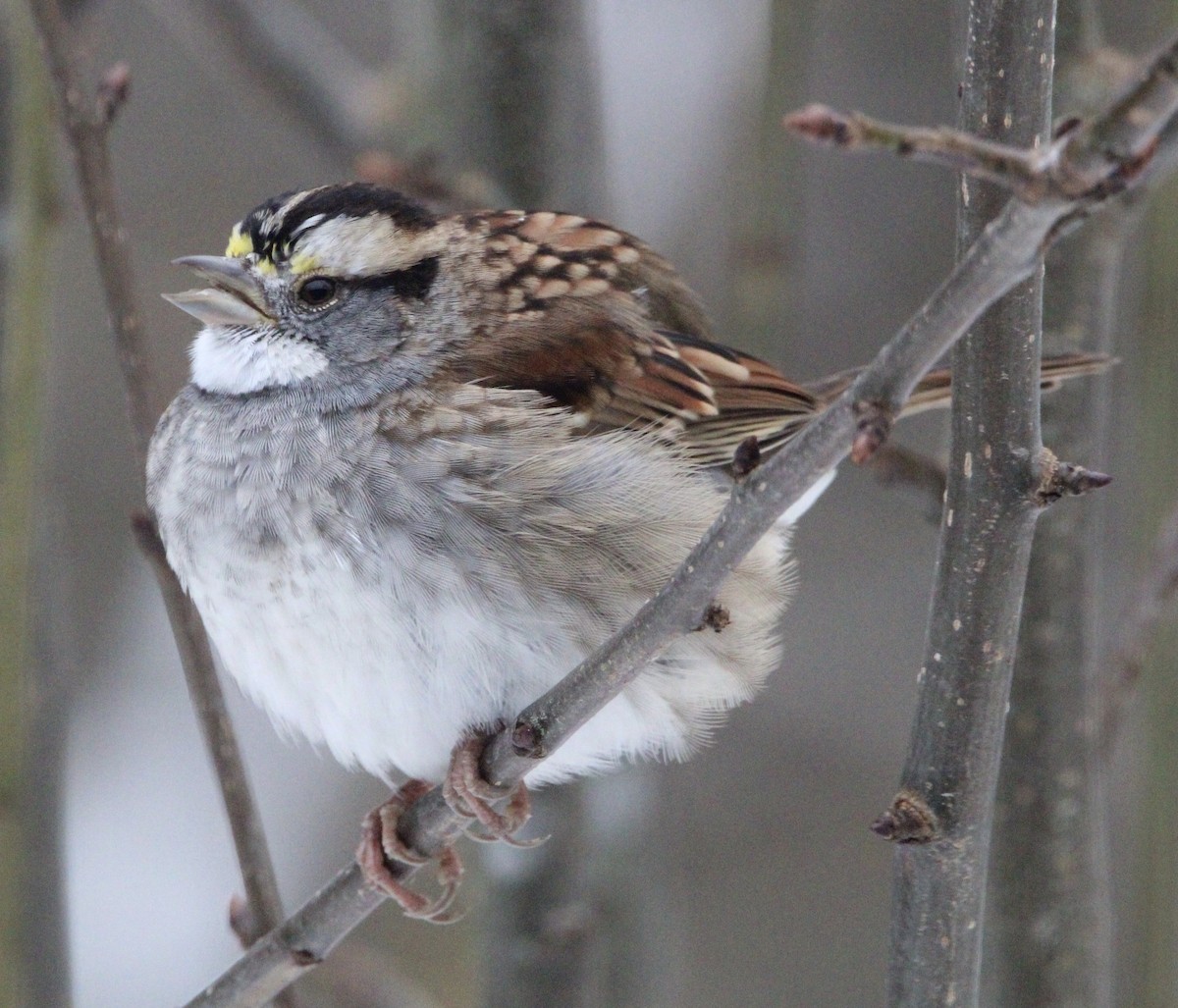 White-throated Sparrow - ML646217960