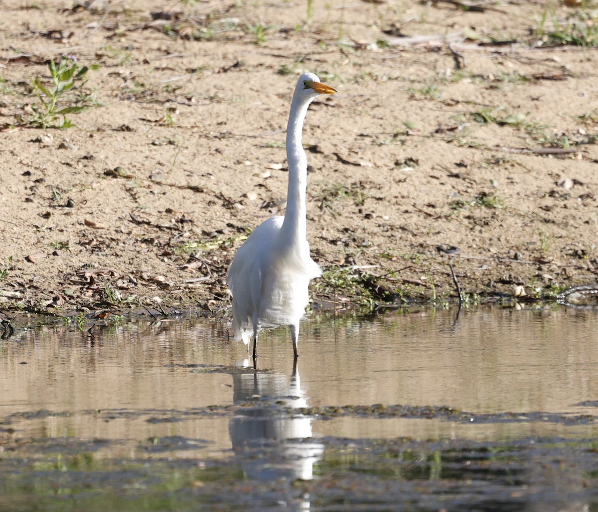 Koartza zuria (australasiarra) - ML646217962