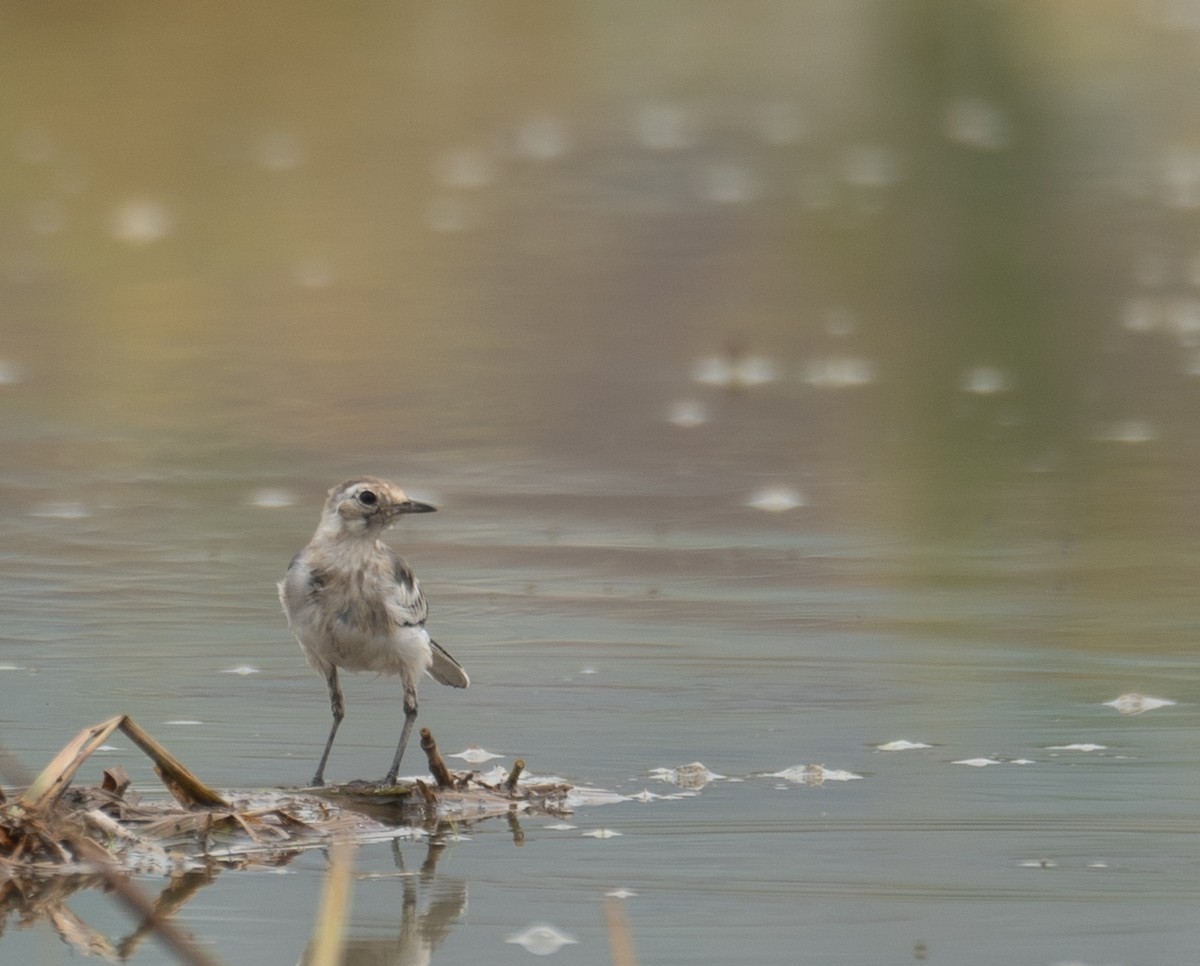 White Wagtail - ML646217965