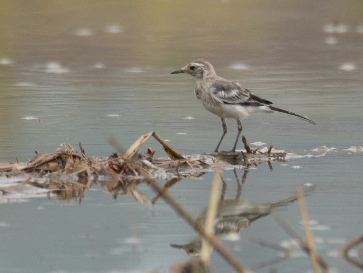 White Wagtail - ML646217966