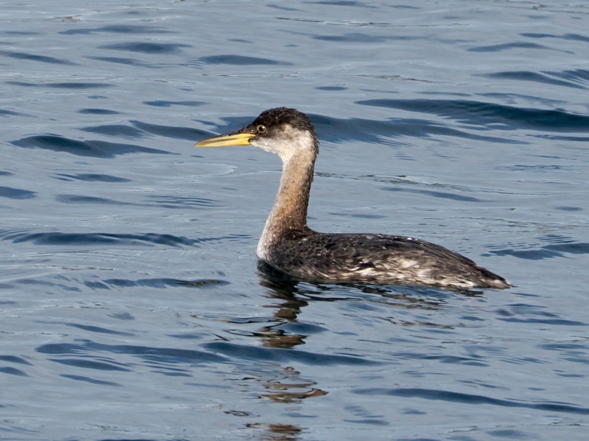 Red-necked Grebe - ML646217979