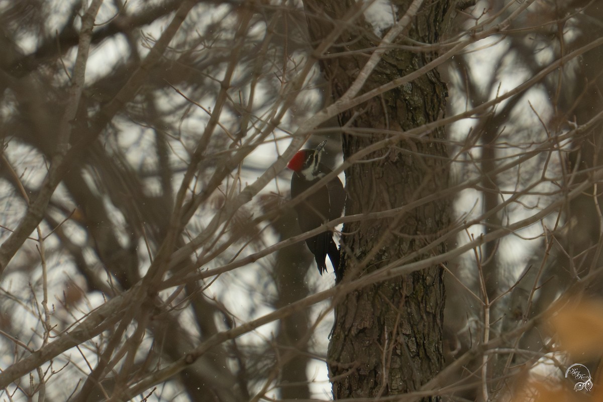 Pileated Woodpecker - ML646217986