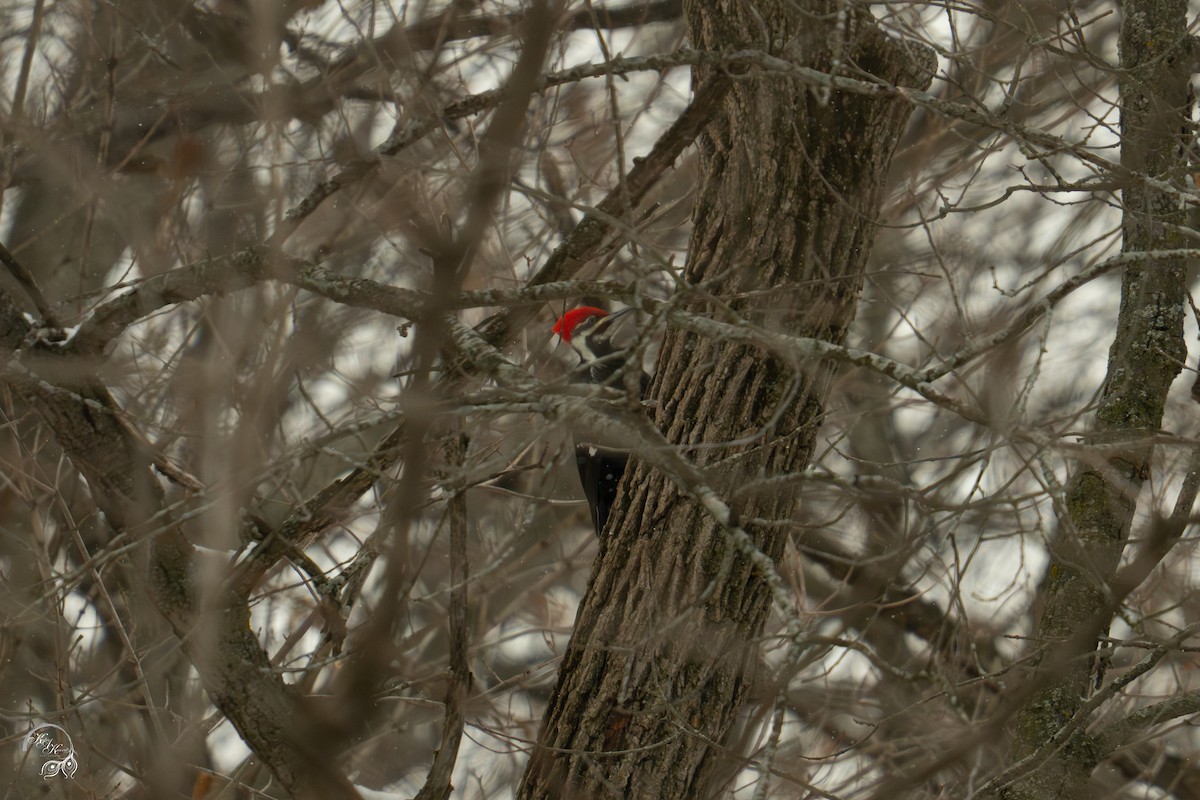 Pileated Woodpecker - ML646217987