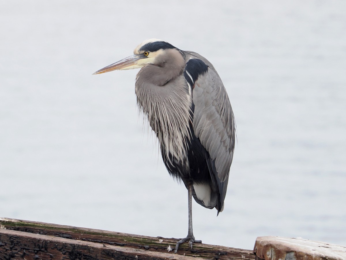Great Blue Heron - ML646217990