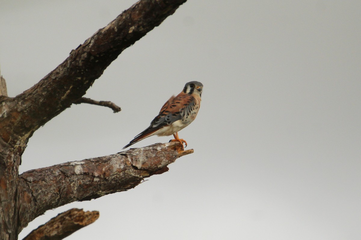 American Kestrel - ML646217991