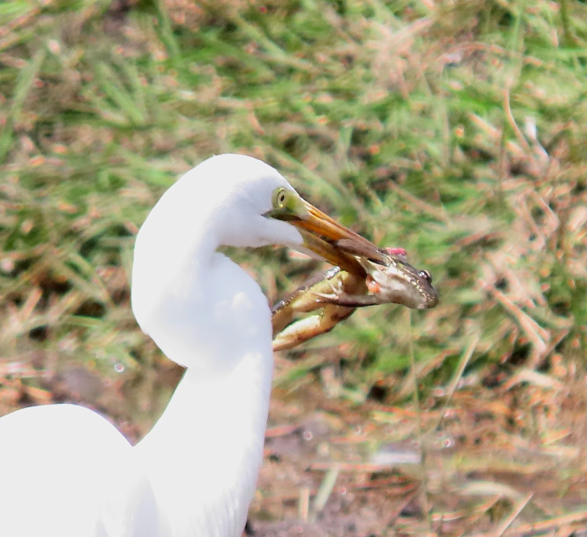 Koartza zuria - ML646217993