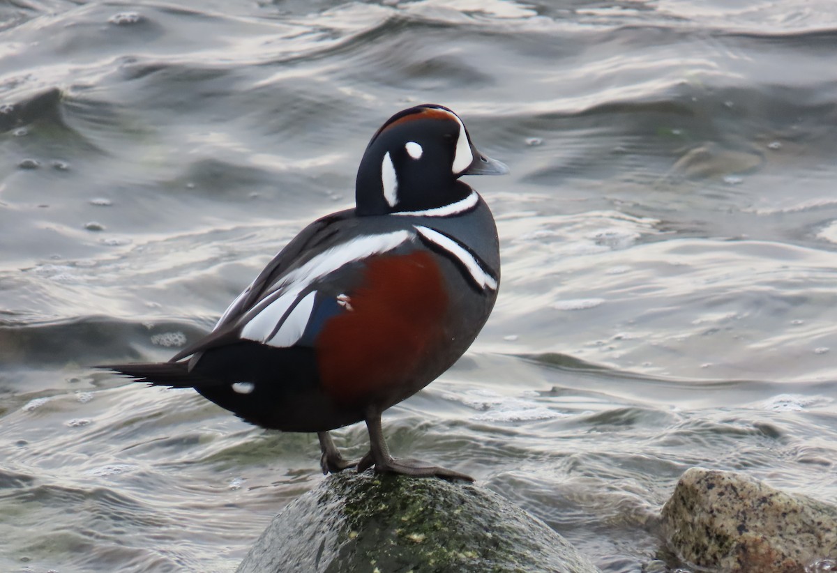 Ahate arlekina - ML646217996