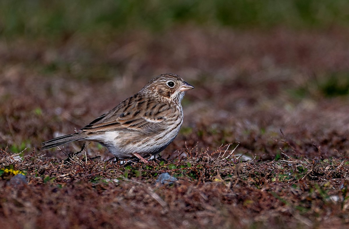 Chingolo Coliblanco - ML646218003